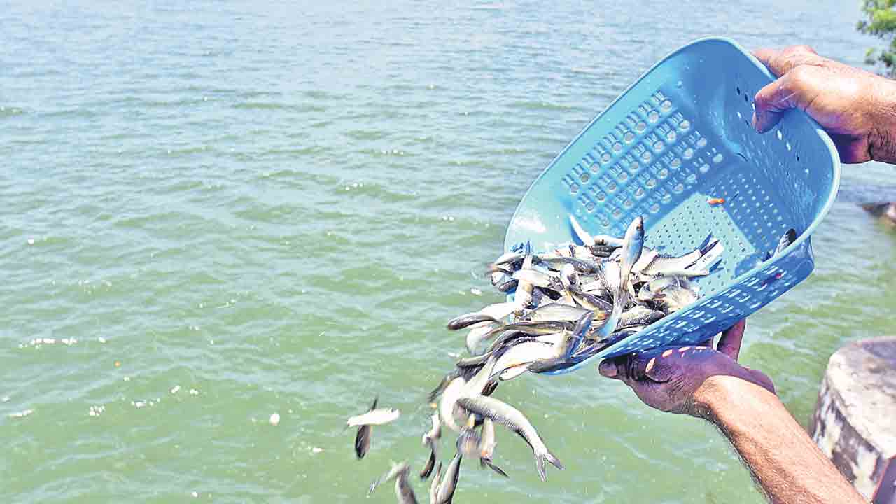 నీలివిప్లవంపై.. నీలినీడలు !