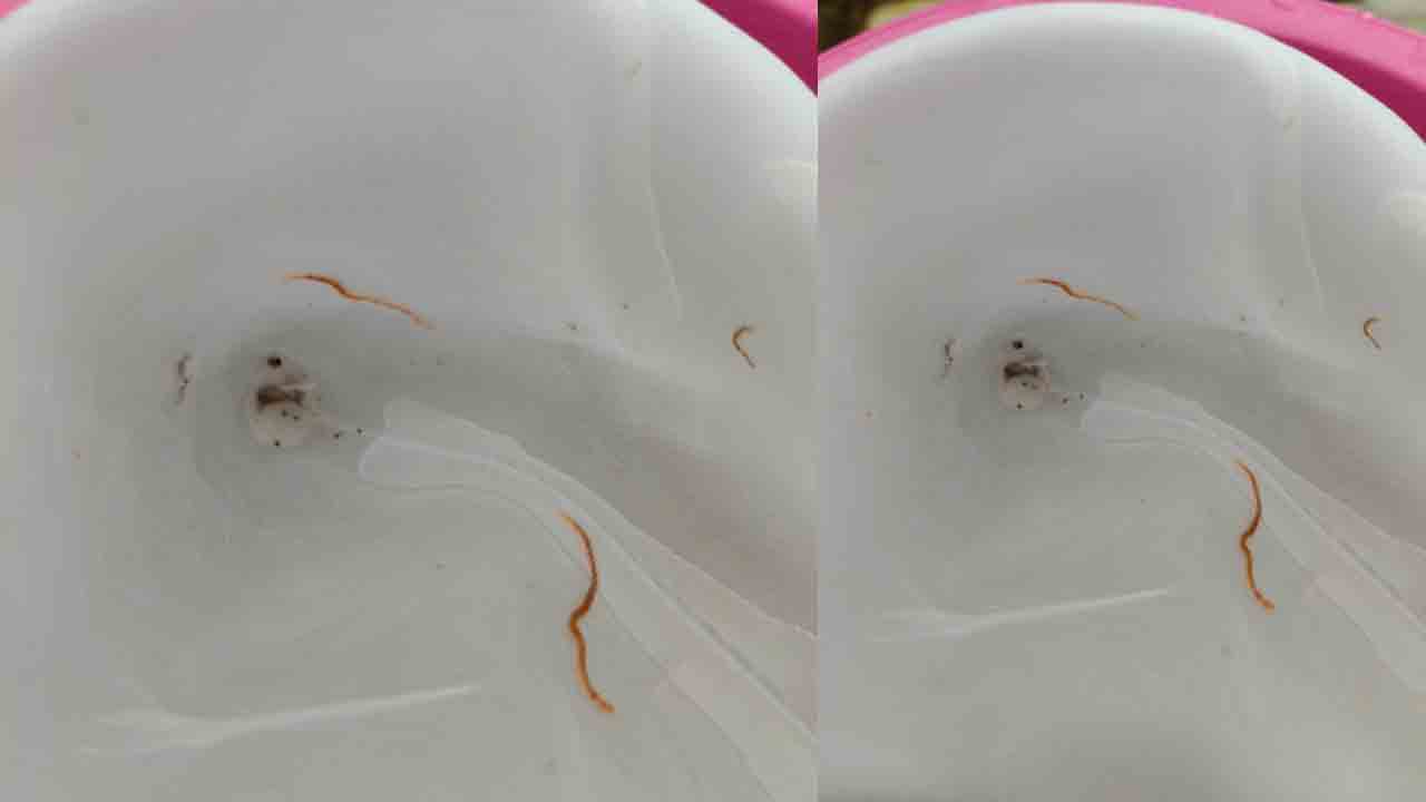 Mission Bhagiratha | మిషన్‌ భగీరథ నీటిలో వానపాములు..