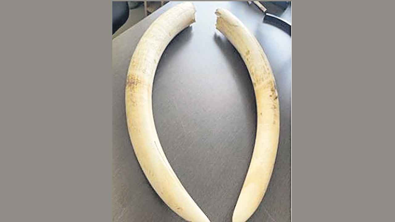 చంపి దంతాలు తీశారా?