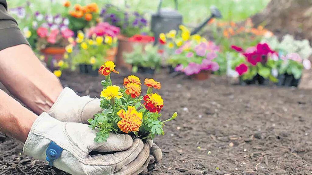 Gardening