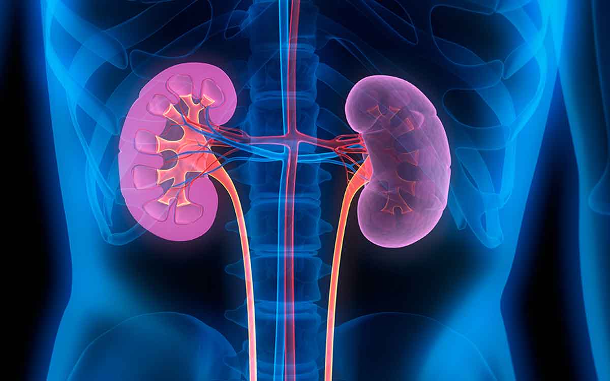 Kidneys Health | కిడ్నీలు ఆరోగ్యంగా ఉండాలంటే.. ఈ పండ్ల‌ను రోజూ తినాల్సిందే..!