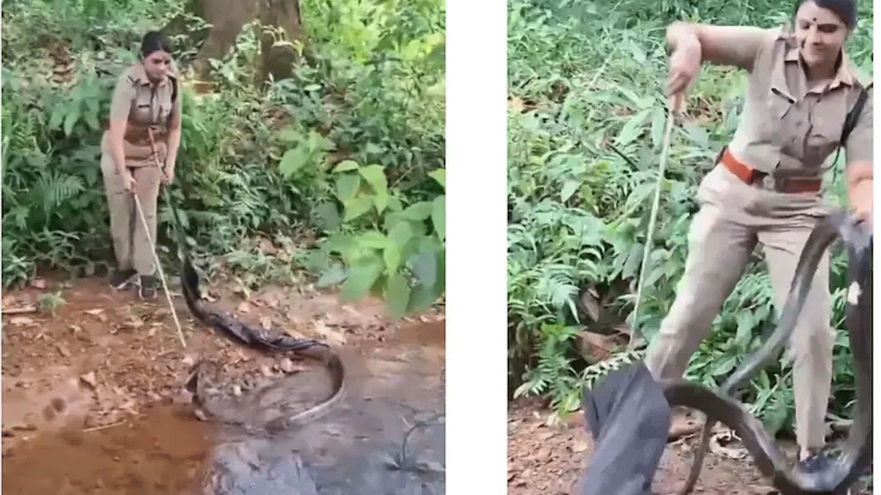 King Cobra: 16 అడుగుల పొడువైన‌ కింగ్ కోబ్రాను ప‌ట్టుకున్న రోషిణి.. వీడియో