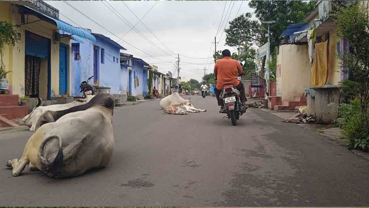 livestocks on Roads | ఇట్లయితే రోడ్లపై రాకపోకలు ఎట్లా.. ?
