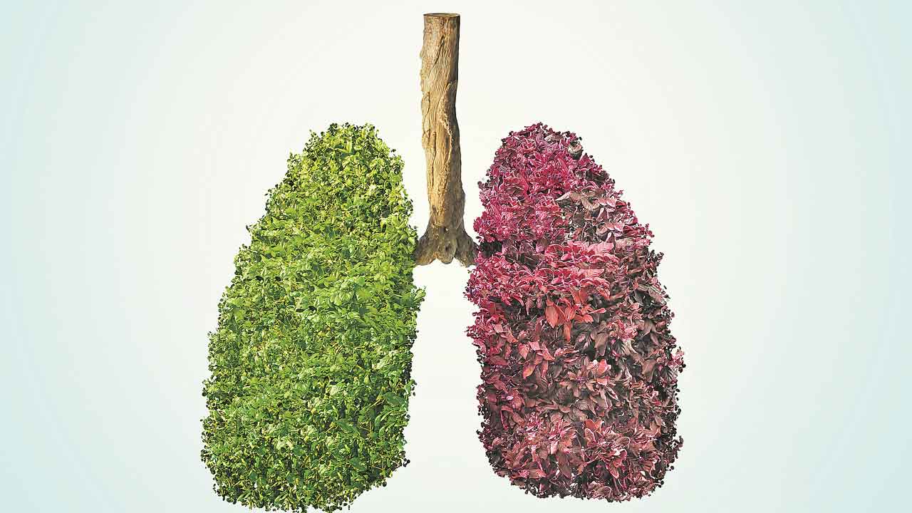 Lungs