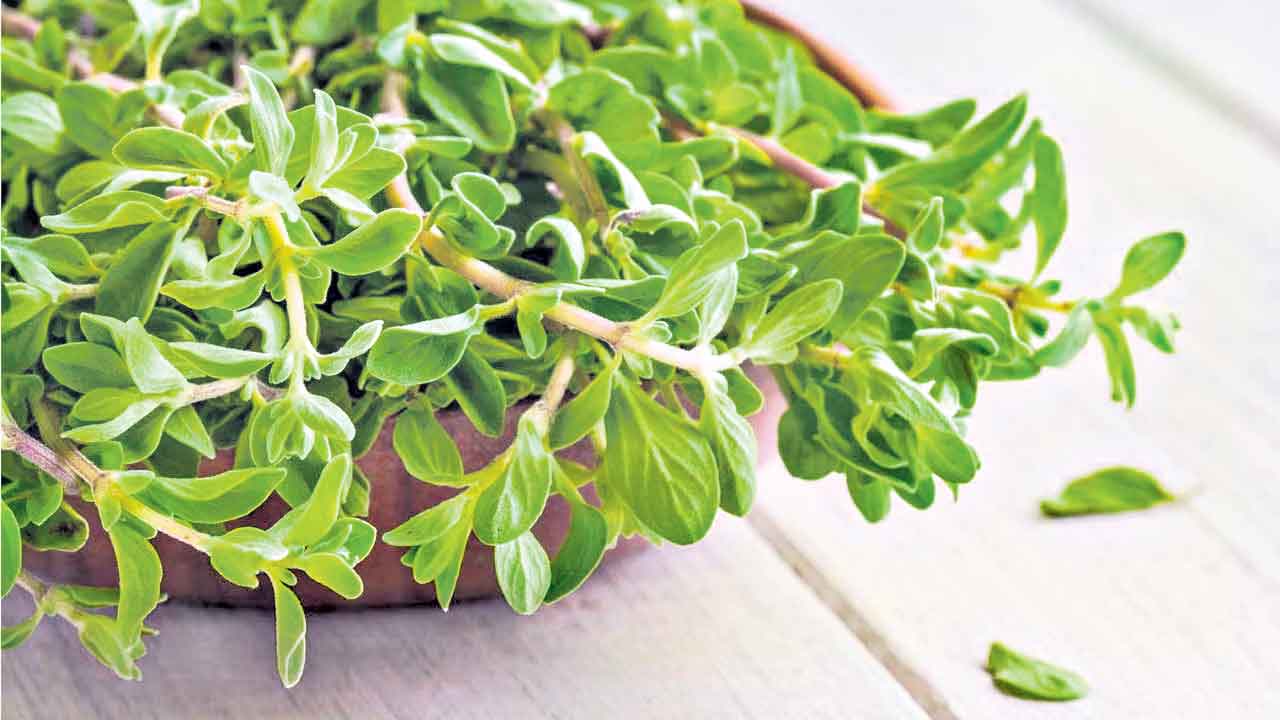 మరువాన్ని మరవద్దు!