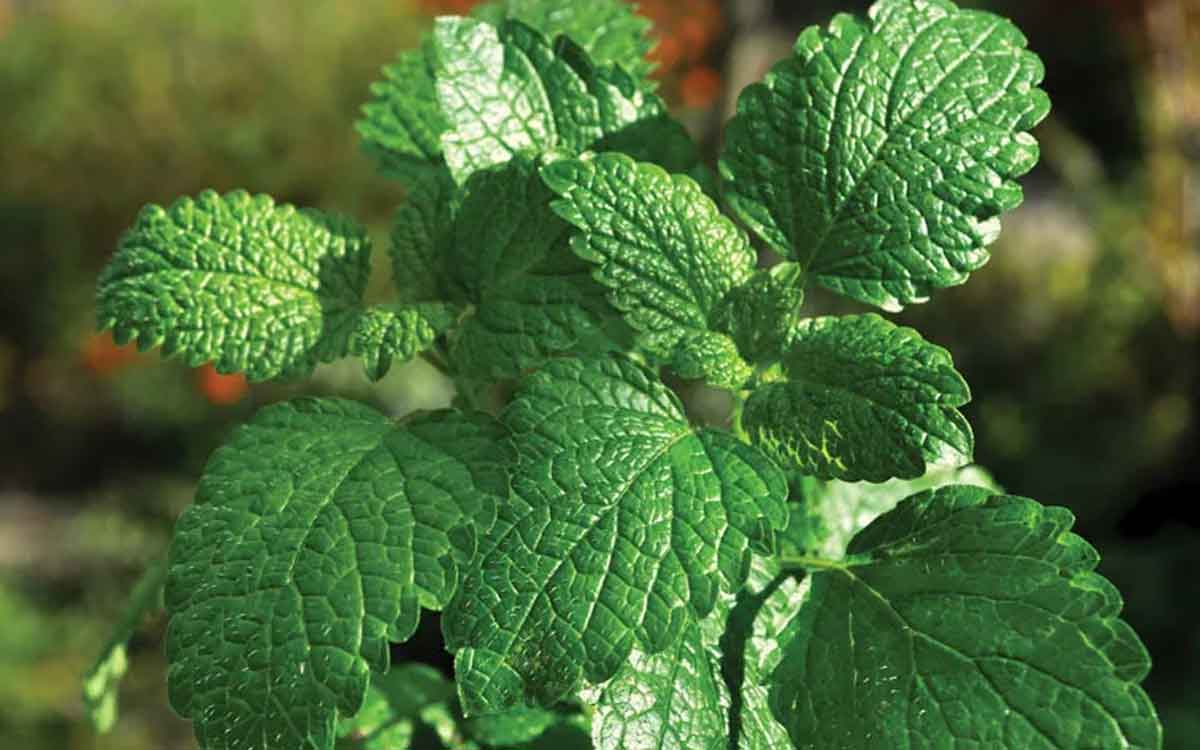 Mint Leaves | రోజూ ప‌ర‌గ‌డుపునే పుదీనా ఆకుల‌ను తింటే క‌లిగే అద్భుత‌మైన లాభాలు ఇవే..!