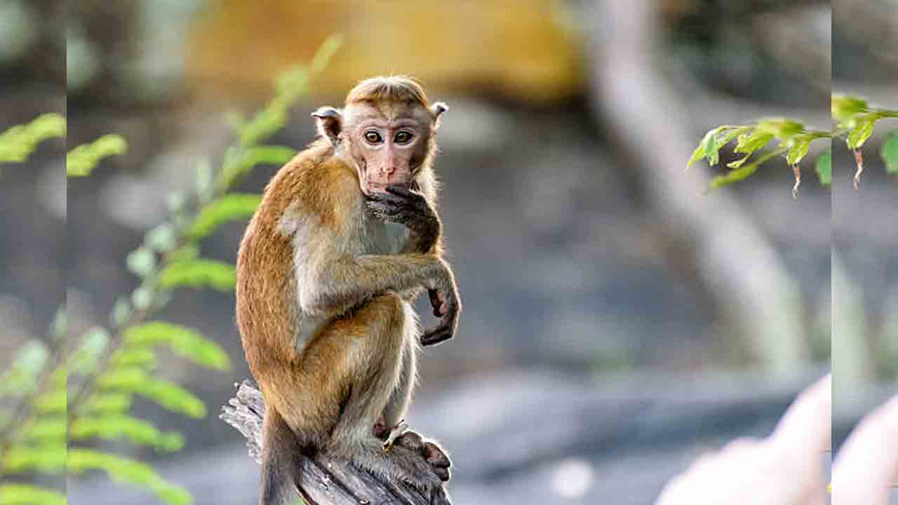 వానరానికి అంత్యక్రియలు నిర్వహించిన బజరంగ్ దళ్ నాయకులు