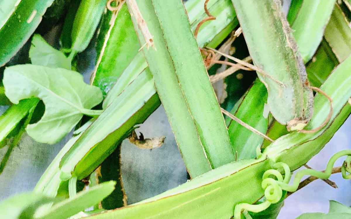 Nalleru | ఈ మొక్క మ‌న చుట్టూ ప‌రిస‌రాల్లోనే ఉంటుంది.. ఇది అందించే లాభాలు తెలిస్తే అస‌లు విడిచిపెట్ట‌రు..!