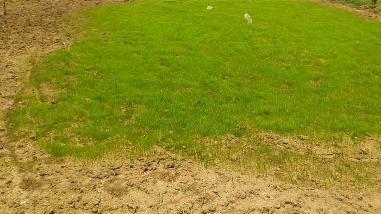 Nennela | వర్షాలు లేక ఎండుతున్న నారుమళ్లు