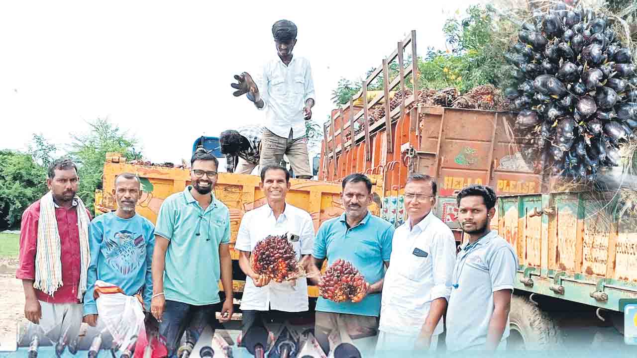 సిరుల గెలలు..