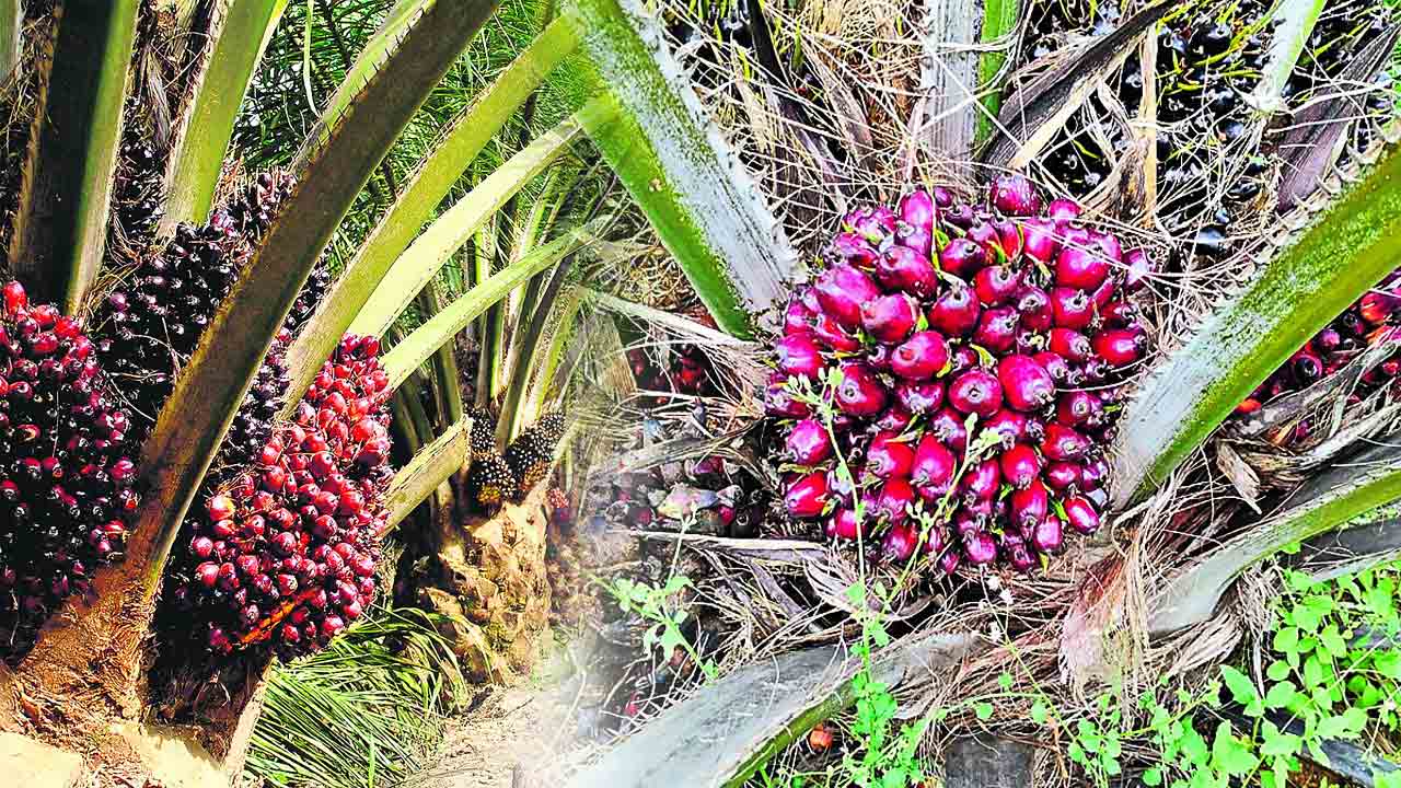 కేసీఆర్‌ పంట చేతికొచ్చెనంట