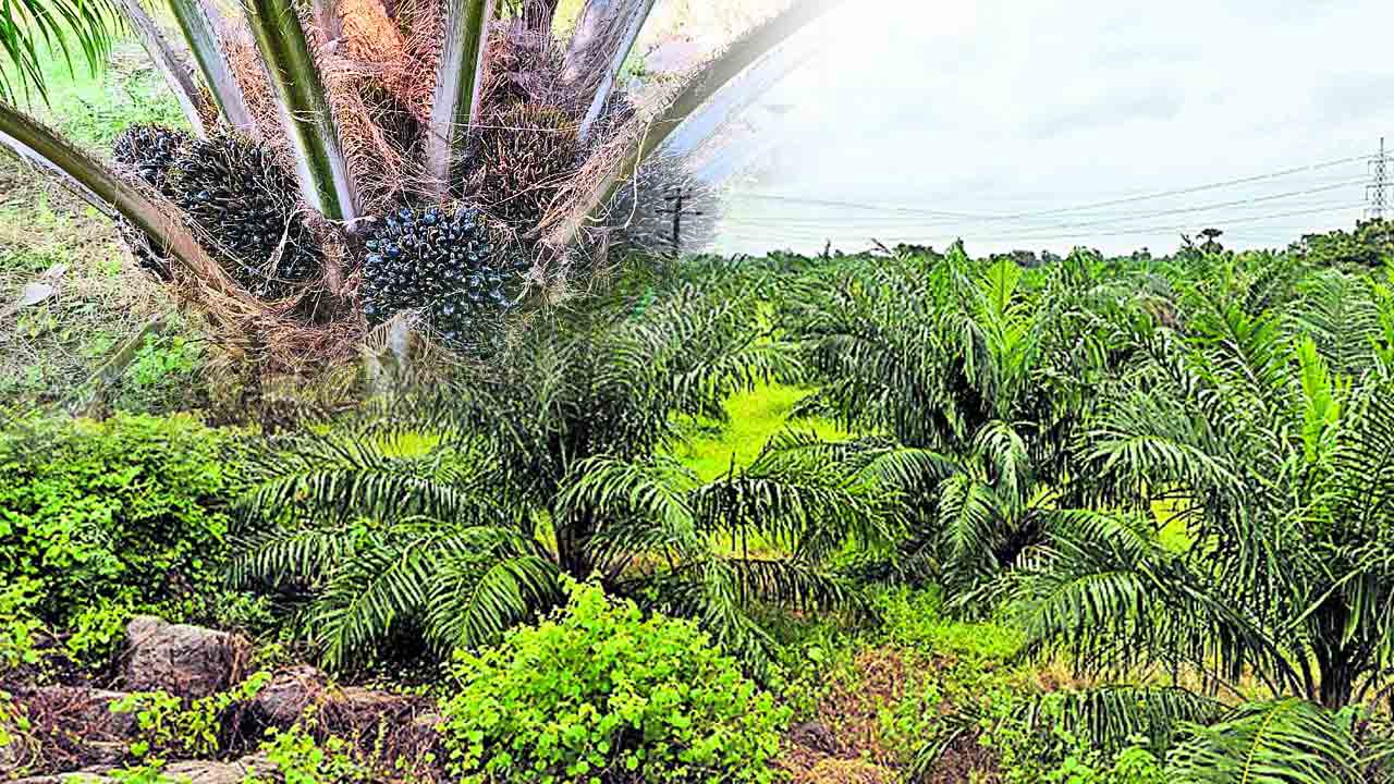 ఆయిల్‌పాం సాగుతో ఆదాయం ఘనం