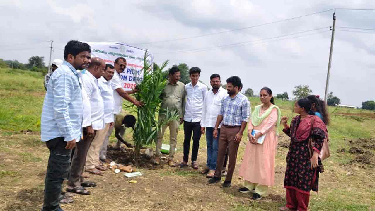 Oil Palm | ఆయిల్‌ పామ్‌ తోటల సాగుతో అధిక లాభాలు..