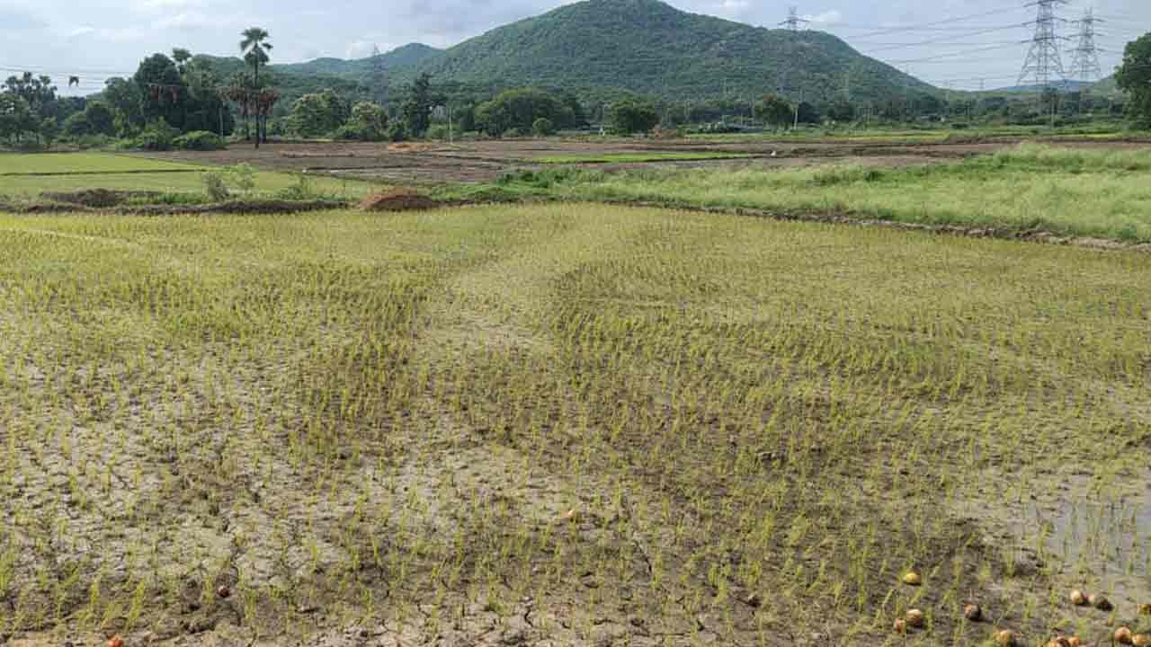Manthani | మంత్రి నియోజ‌క‌వ‌ర్గంలో 12 రోజులుగా క‌రెంట్ క‌ట్.. ఎండుతున్న పంట పొలాలు..