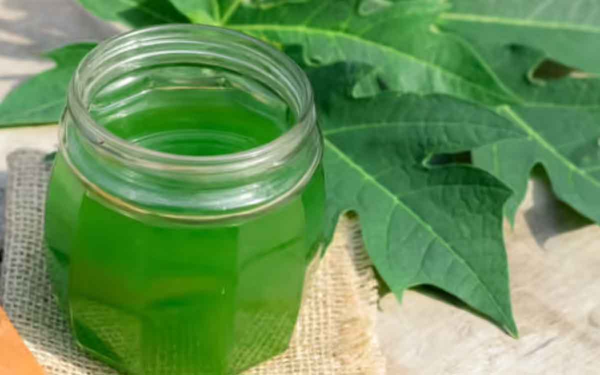Papaya Leaves Juice | ఈ సీజ‌న్‌లో బొప్పాయి ఆకుల ర‌సాన్ని రోజూ తాగాల్సిందే.. ఎందుకంటే..?