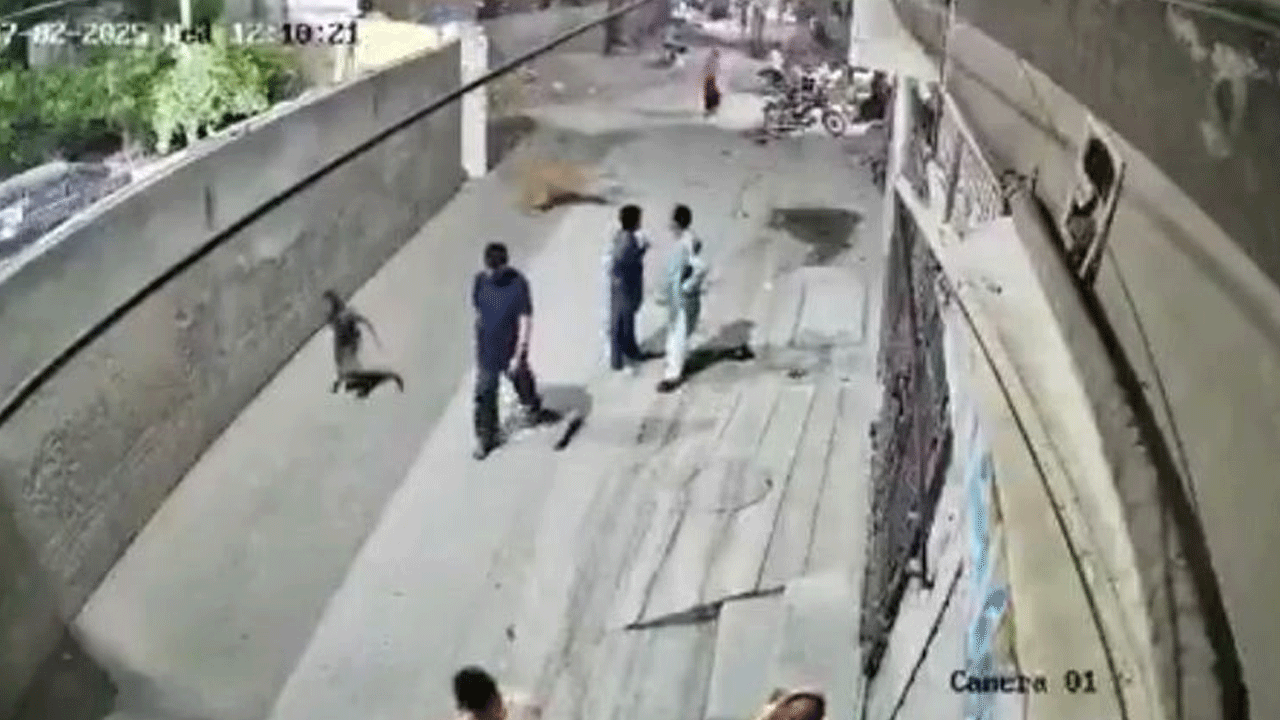 Pet Lion: పెంపుడు సింహం దాడిలో ముగ్గురికి గాయాలు.. పాకిస్థాన్‌లో ఓన‌ర్ అరెస్టు