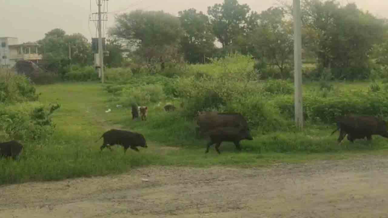 Pigs Hulchul 2