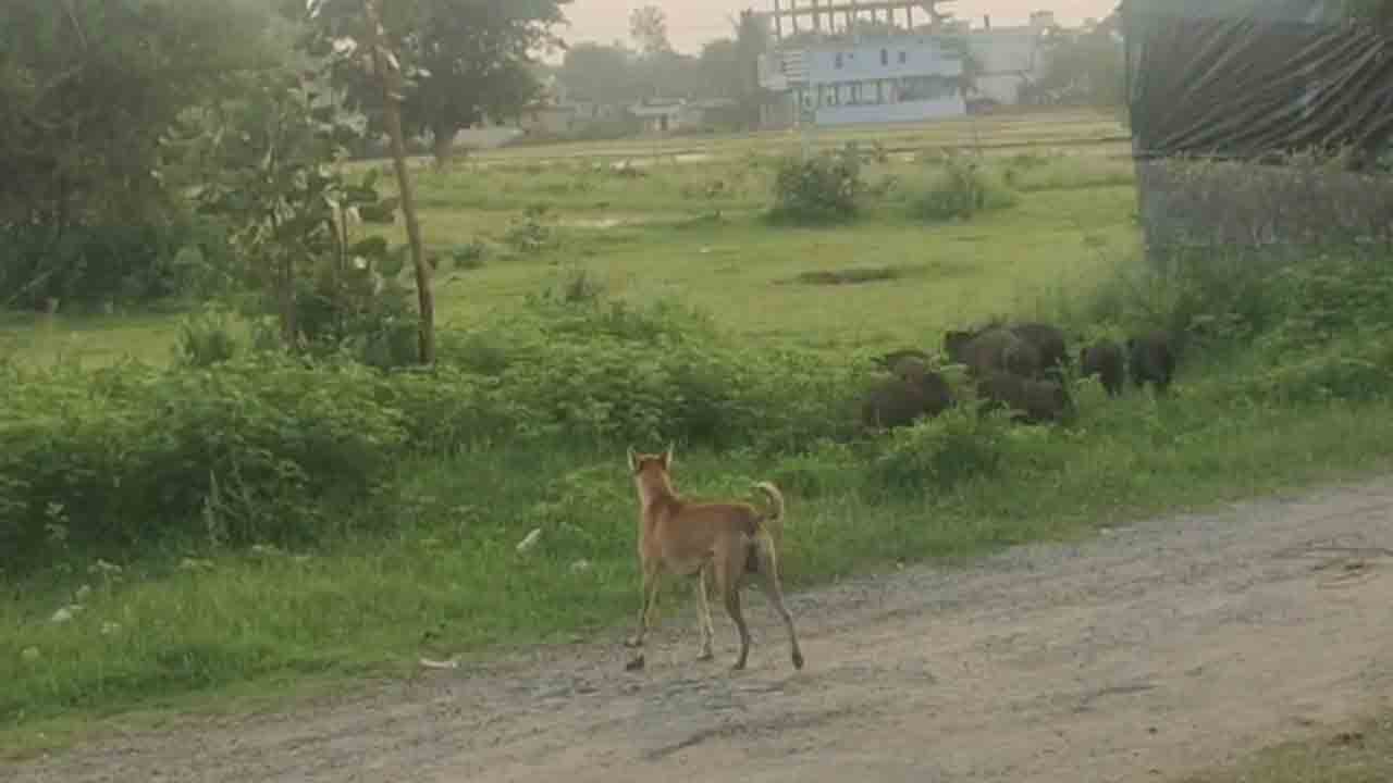 pigs hulchul | రోడ్లపై గుబులు పుట్టిస్తోన్న పందులు.. పట్టించుకోని అధికారులు