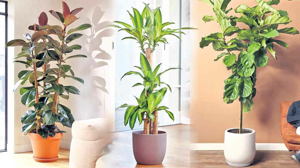 Plants