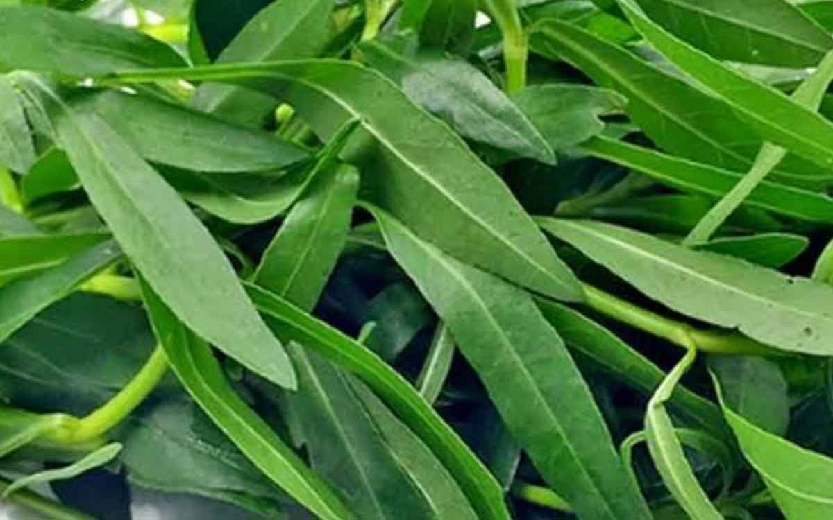 Ponnaganti Kura | ఈ సీజ‌న్‌లో విడిచిపెట్ట‌కుండా తినాల్సిన ఆకు కూర ఇది.. క‌నిపిస్తే వ‌ద‌ల‌కండి..!