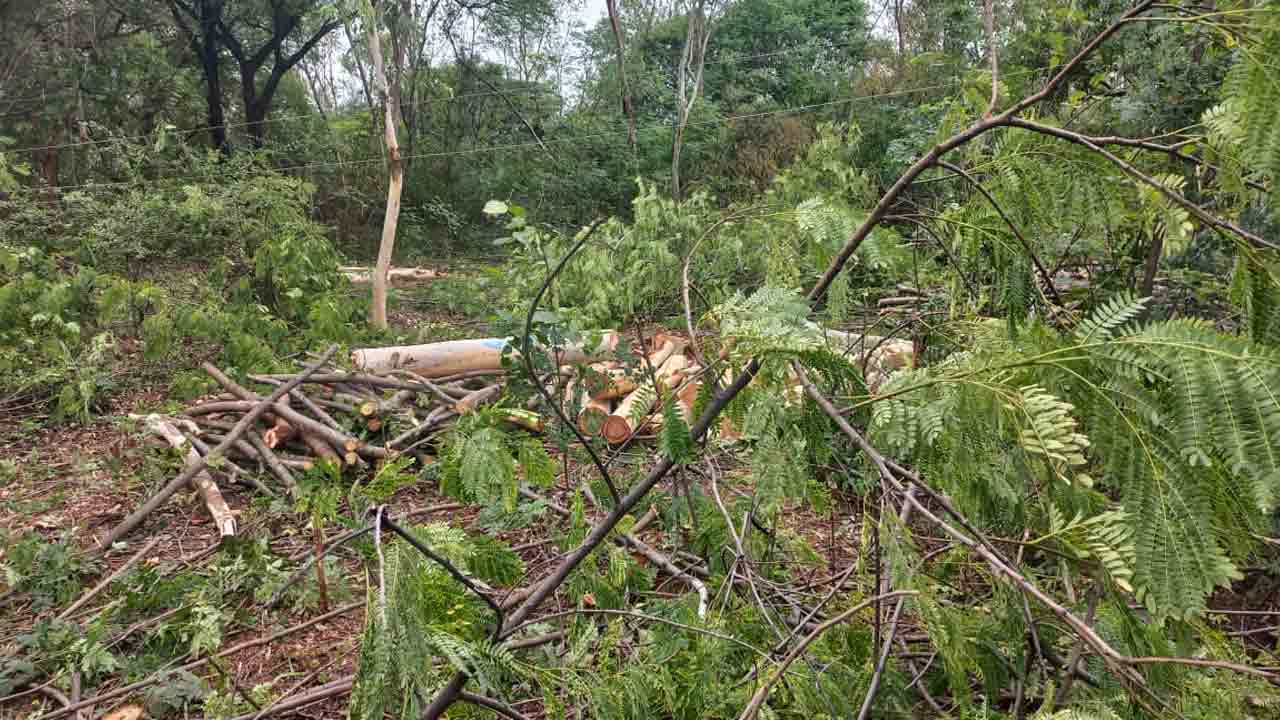Agriculture University | వనమహోత్సవం పేరుతో వ్యవసాయ వర్సిటీలో బీభత్సం