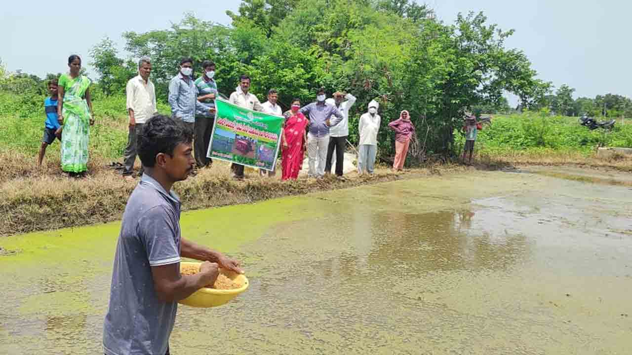 Veda Farming | వెదజల్లే పద్దతితో అధిక దిగుబడి.. నెల రోజుల ముందే చేతికి పంట..