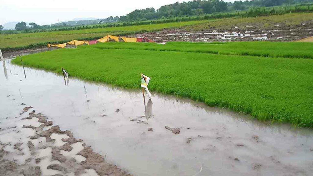 Rice Paddy Fields