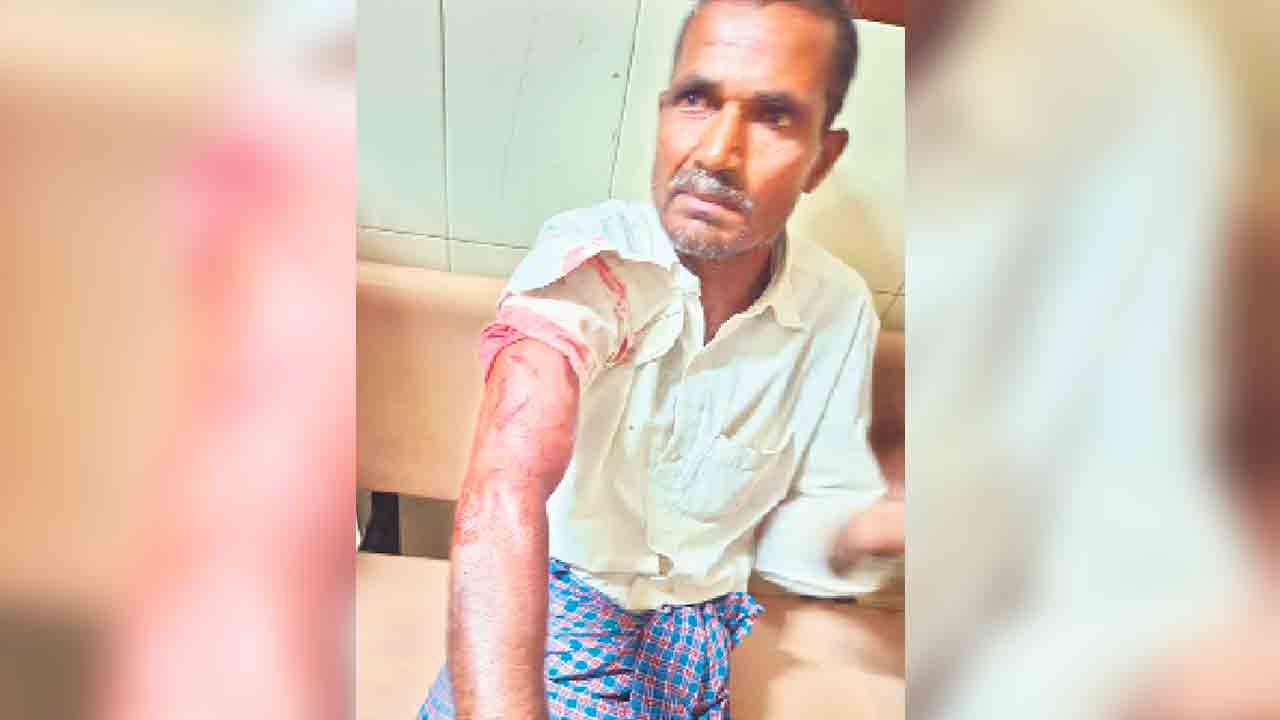 గొర్రెల మందపై చిరుతదాడి