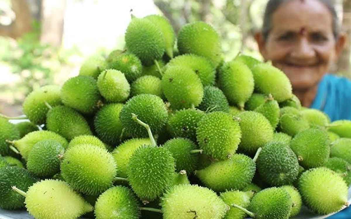 Spiny Gourd | ఈ సీజ‌న్‌లో అధికంగా ల‌భించే ఈ కాయ‌ల‌ను.. ఎక్క‌డ క‌నిపించినా విడిచిపెట్ట‌కుండా తెచ్చి తినండి.. ఎందుకంటే..?