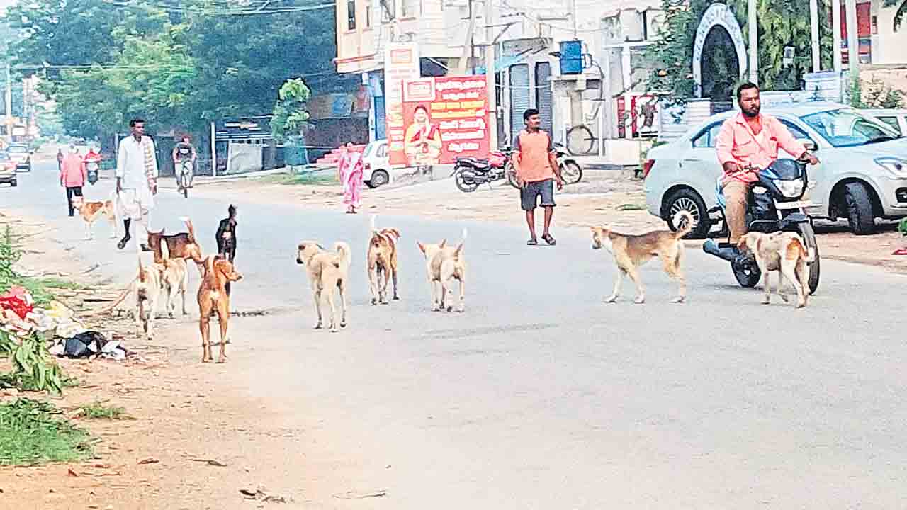 చుక్కలు చూపిస్తున్న కుక్కలు !