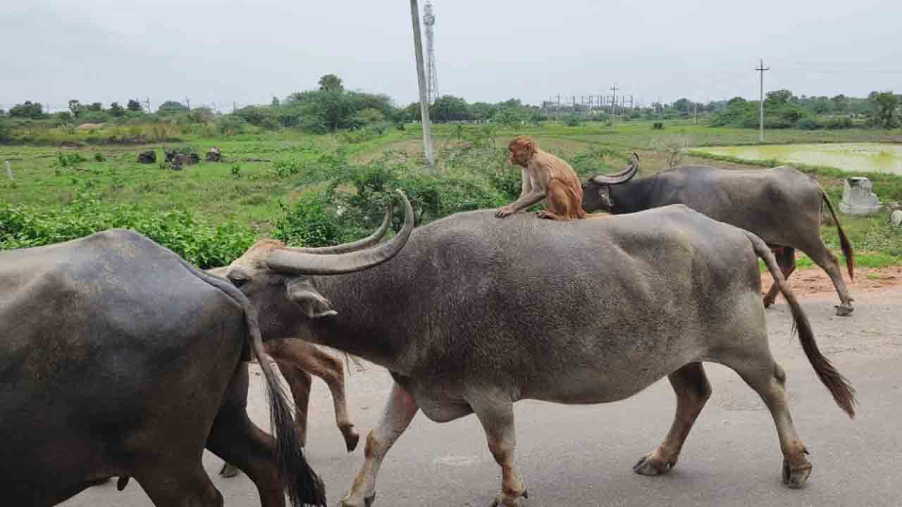 ఈ స్నేహం.. భలే భలేగా ఉందే..