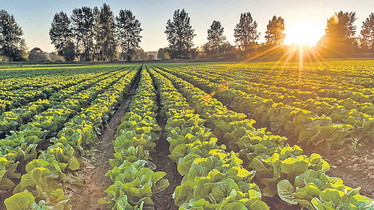 పోషకాలకు దెబ్బ!