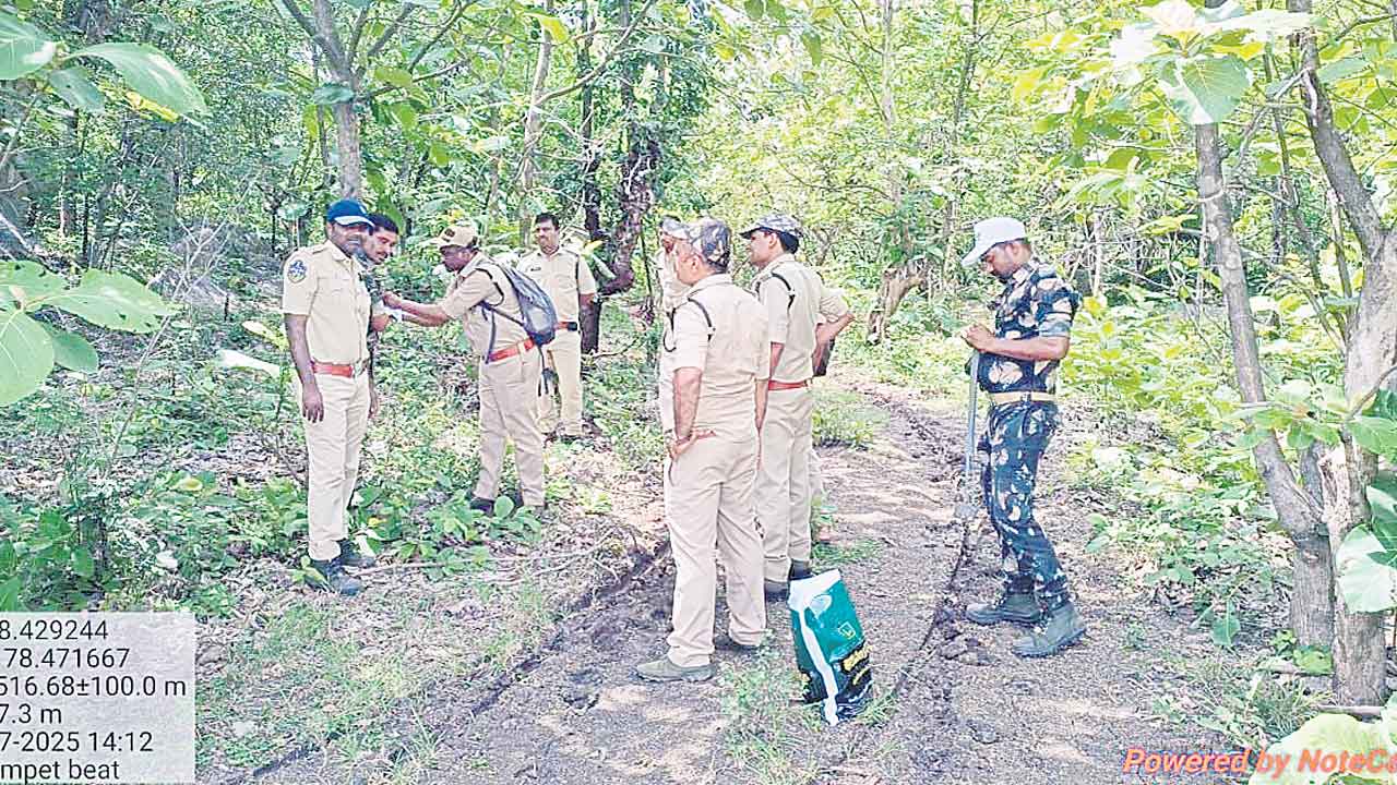 జాడ లేని పెద్దపులి