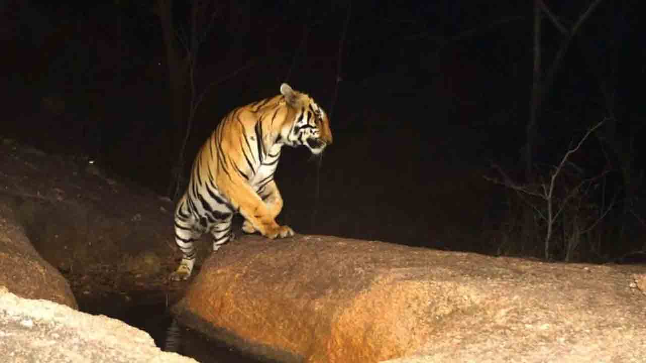 Tiger | రామారెడ్డిలో సంచరిస్తున్న పులి.. భయాందోళనల్లో ప్రజలు