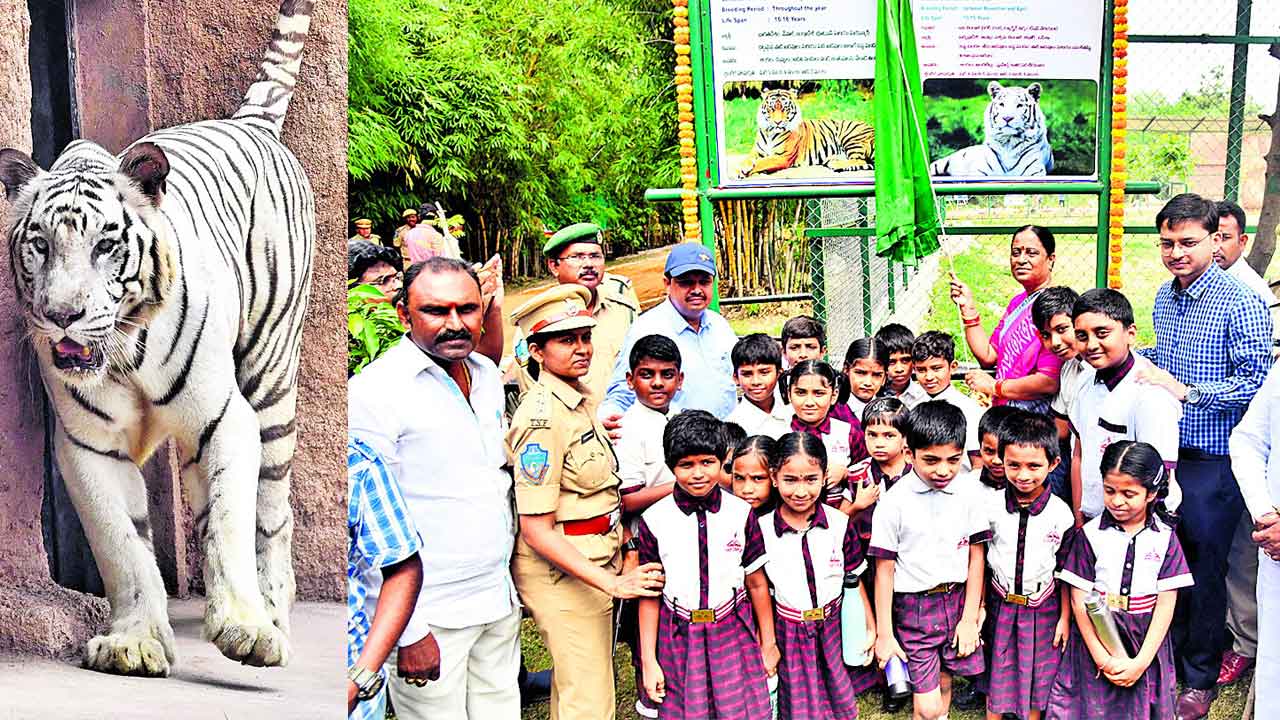 జూపార్కుకు తెల్లపులి వచ్చిందోచ్..