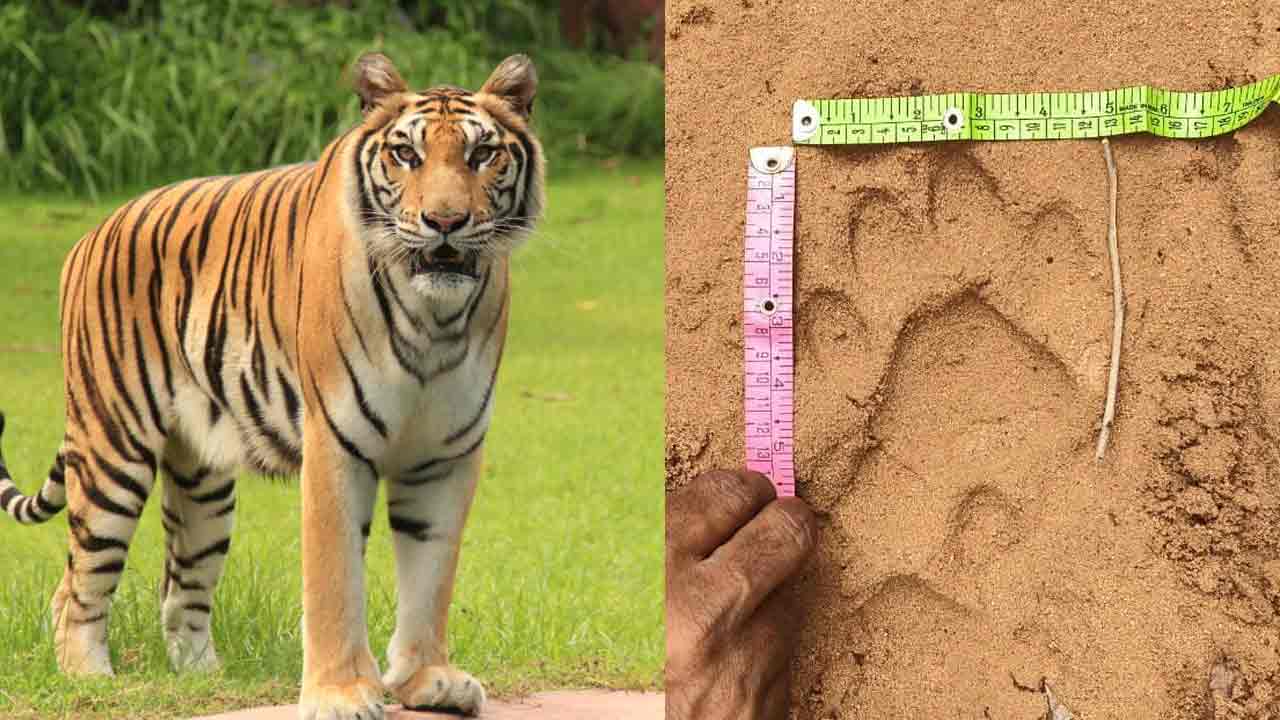 Tiger | పెద్దపులి రీ ఎంట్రీ.. కాసిపేట అడువుల్లో మళ్లీ గాండ్రింపులు..