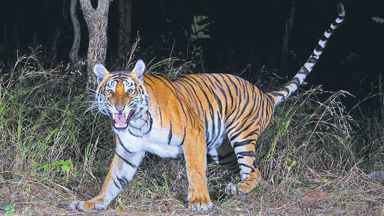 Tiger roaming | మానుకోట జిల్లాలో పెద్దపులి సంచారం.. భయాందోళనలో ప్రజలు