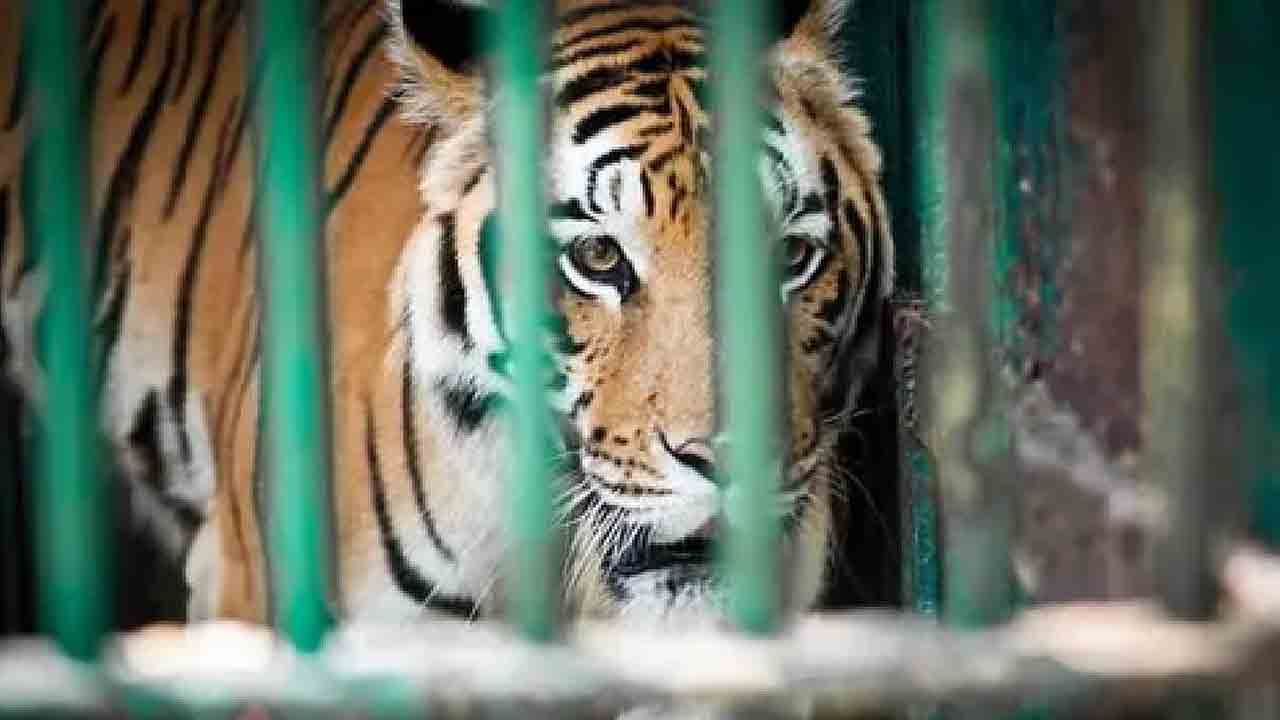 Tigress Attack | జూ సూప‌ర్‌వైజ‌ర్‌పై ఆడ పులి దాడి..