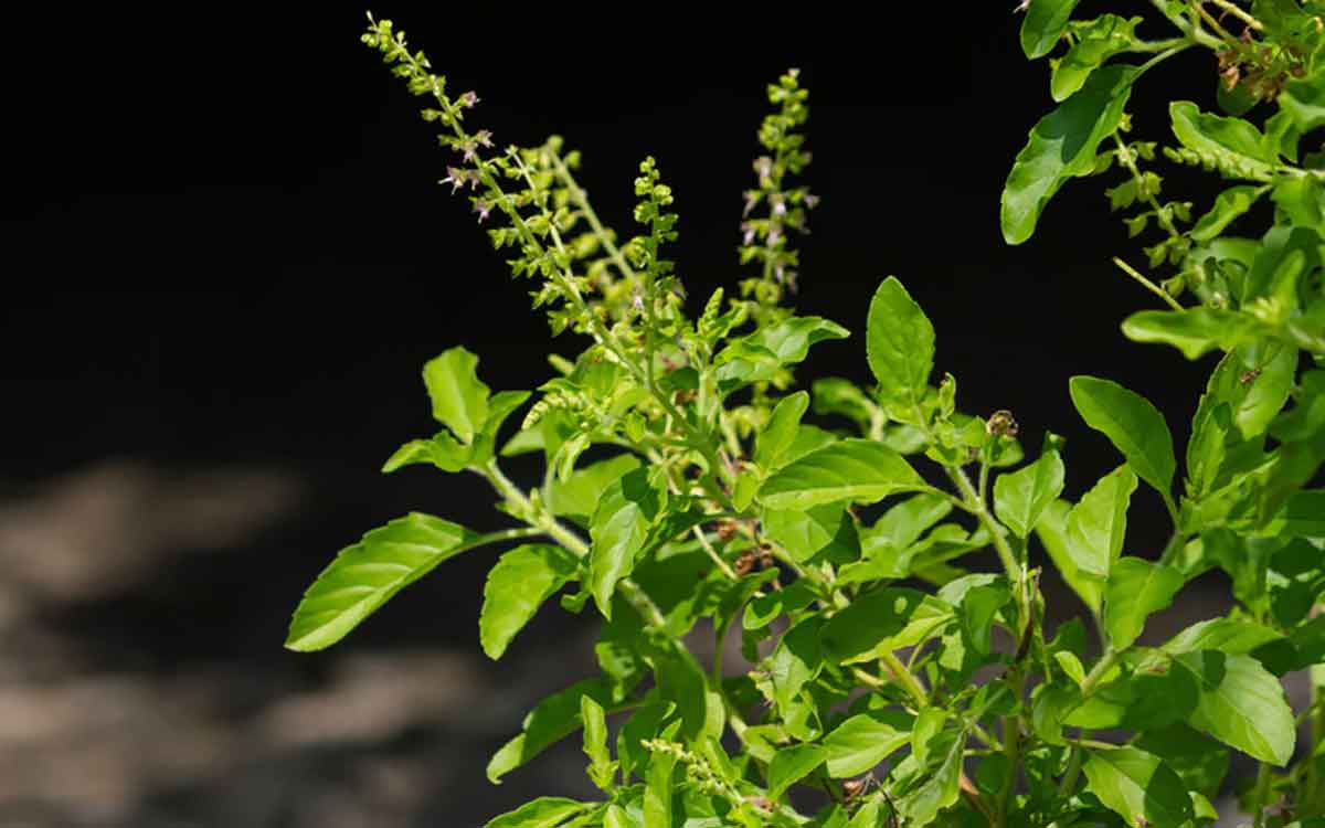 Holy Basil Leaves | రోజూ ప‌ర‌గ‌డుపునే 2 తుల‌సి ఆకుల‌ను న‌మిలి తిన‌డం మ‌రిచిపోకండి.. ఎందుకంటే..?