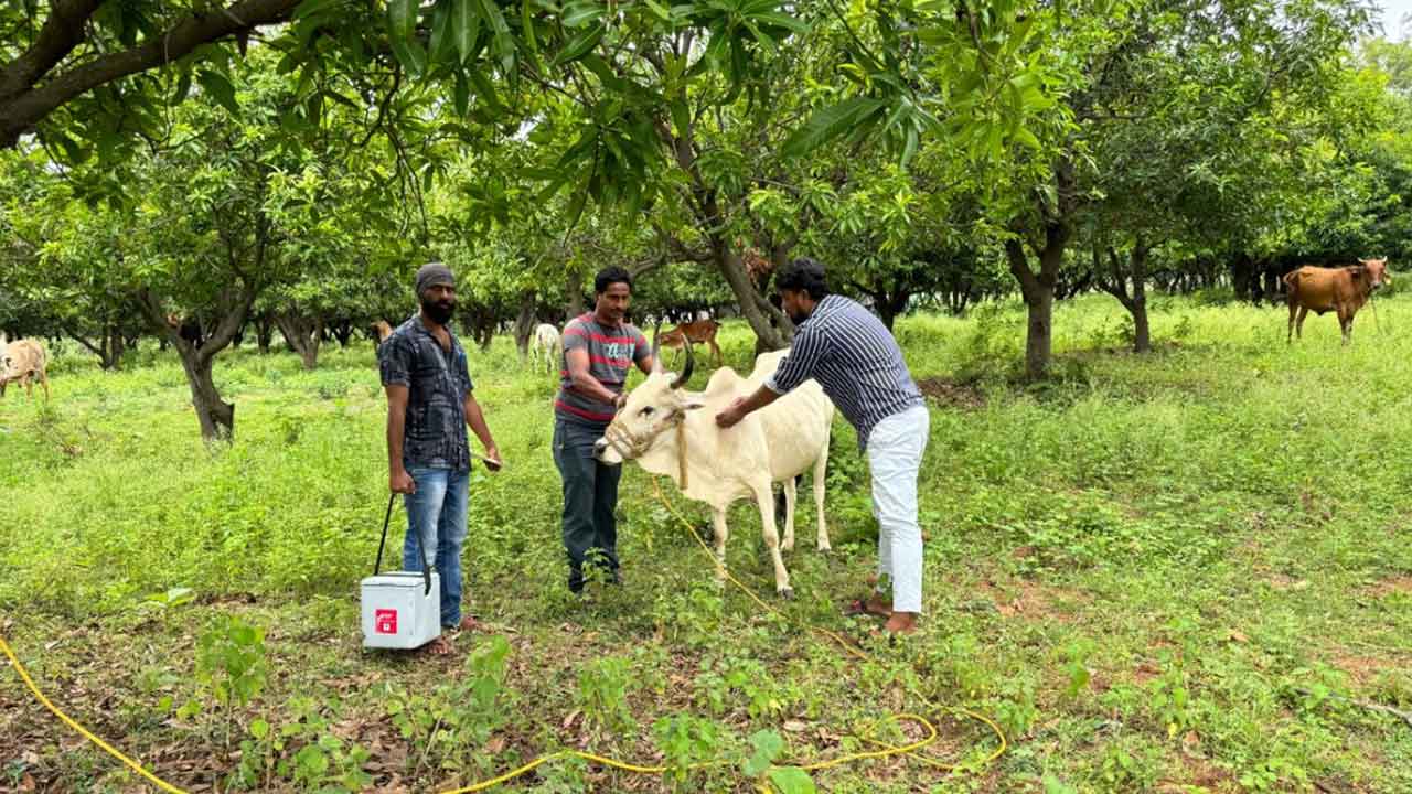 Medak | పశువులకు వ్యాధులు రాకుండా ముందస్తు టీకాలు : పశువైద్యాధికారి శ్రీనివాస్‌