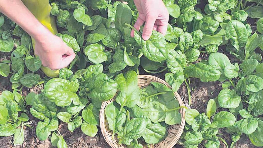 Vegetables