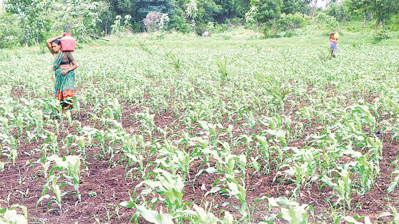 కురువని వానలు.. ఎదగని పంటలు.. వారం, పది రోజుల్లో భారీ వర్షం కురవకపోతే పూర్తిగా ఎండిపోయే ప్రమాదం