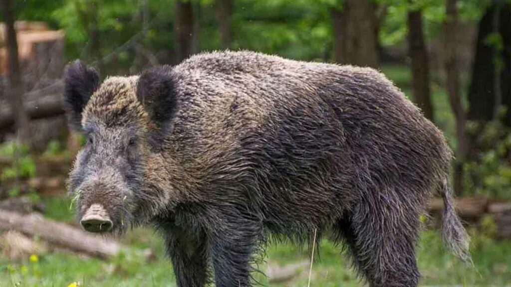 Wildboar