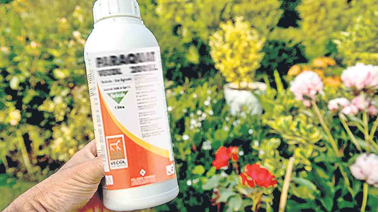 గడ్డిమందు కాదు.. కాలకూట విషం.. ప్రాణాంతకంగా ‘పారాక్వాట్‌’