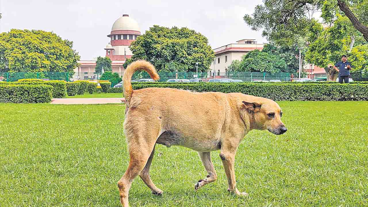కుక్కలకు వీధుల్లో ఆహారం పెట్టొద్దు