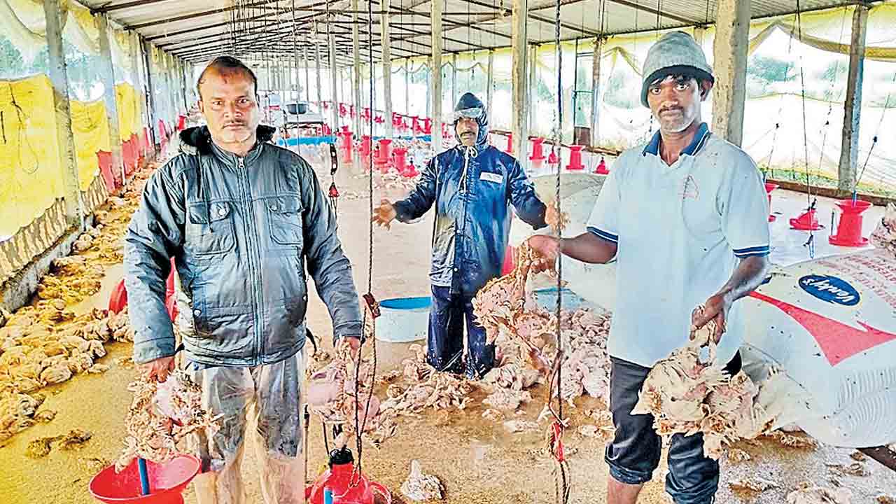 మెదక్‌ జిల్లా నిజాంపేట మండలం నందిగామ గ్రామంలో పౌల్ట్రీ ఫామ్‌లోకి చేరిన వరదతో చనిపోయిన కోళ్లను చూపిస్తున్న యజమాని 