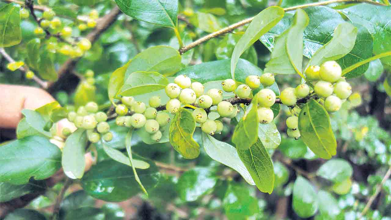 ఘనం.. పీవీ వనం