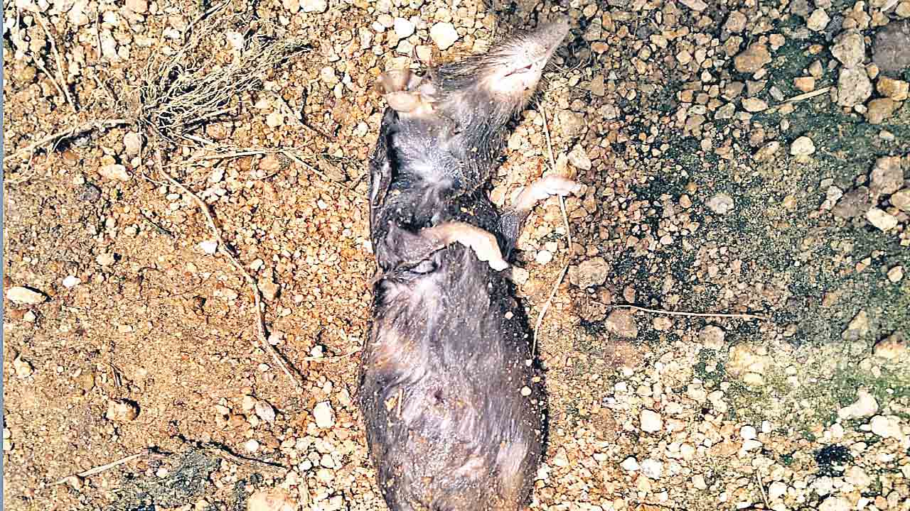 అంగన్‌వాడీ మంచినీళ్లలో ఎలుక