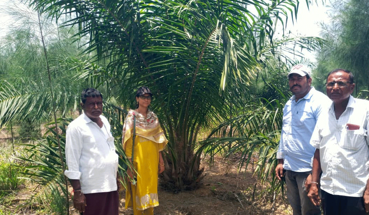 Oil farm Gardens | ఆయిల్ ఫామ్ తోటల్లో పూతను తొలగించొద్దు.. జగిత్యాల ఉద్యానవన శాఖ అధికారి స్వాతి