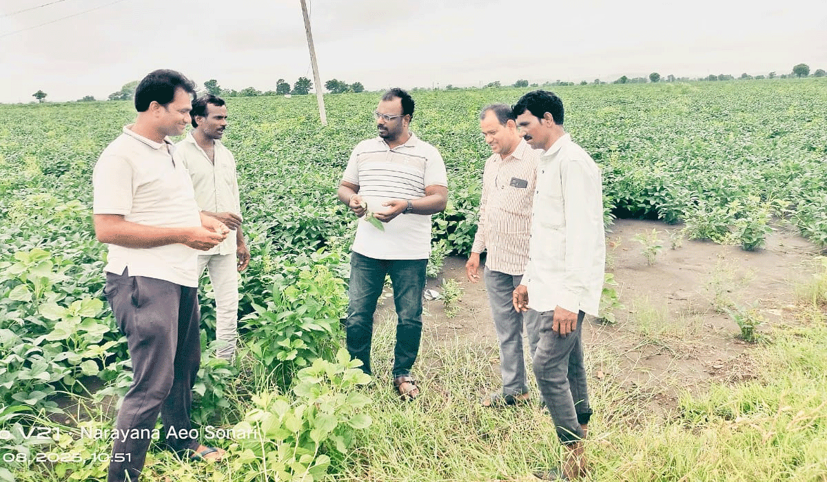 climate change | వాతావరణం మార్పులతో పంటలకు ఆశిస్తున్న చీడపీడలు.. వ్యవసాయ విస్తీర్ణాధికారి ఎం నారాయణ
